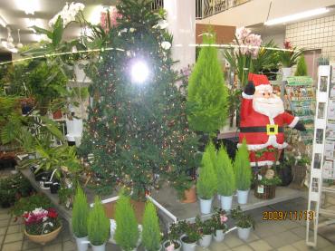 気分は☆クリスマス☆その②｜「ナルト園」　（徳島県鳴門市の花キューピット加盟店 花屋）のブログ